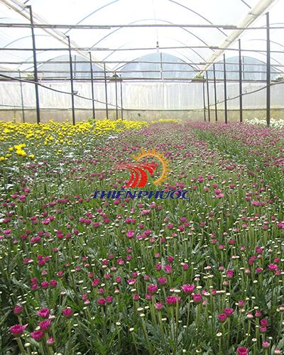 Lưới chắn côn trùng  32mesh Thái Lan