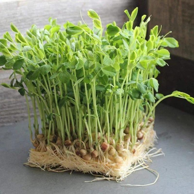 Hạt giống Mầm Đậu Hà Lan Gói 50gr