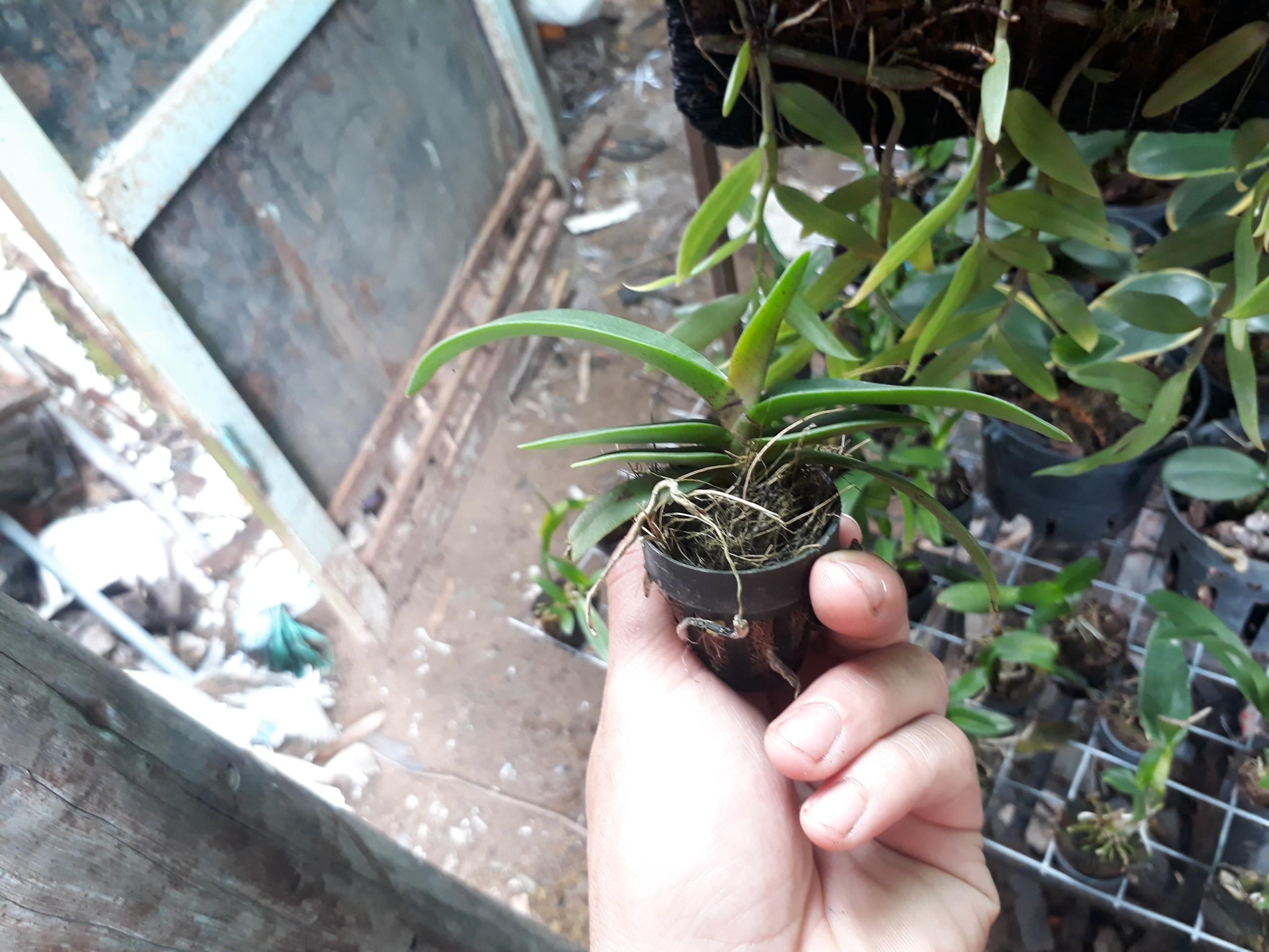 Đai châu giống đủ màu