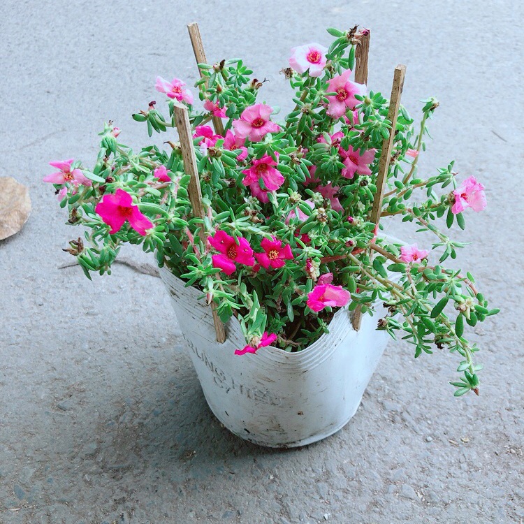 Hoa mười giờ giống mới