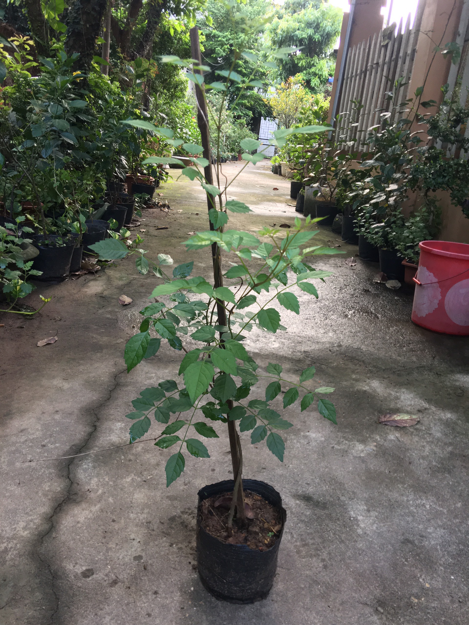 Cây hoa đăng tiêu-Lan tiêu (ảnh thật hình 2-4)