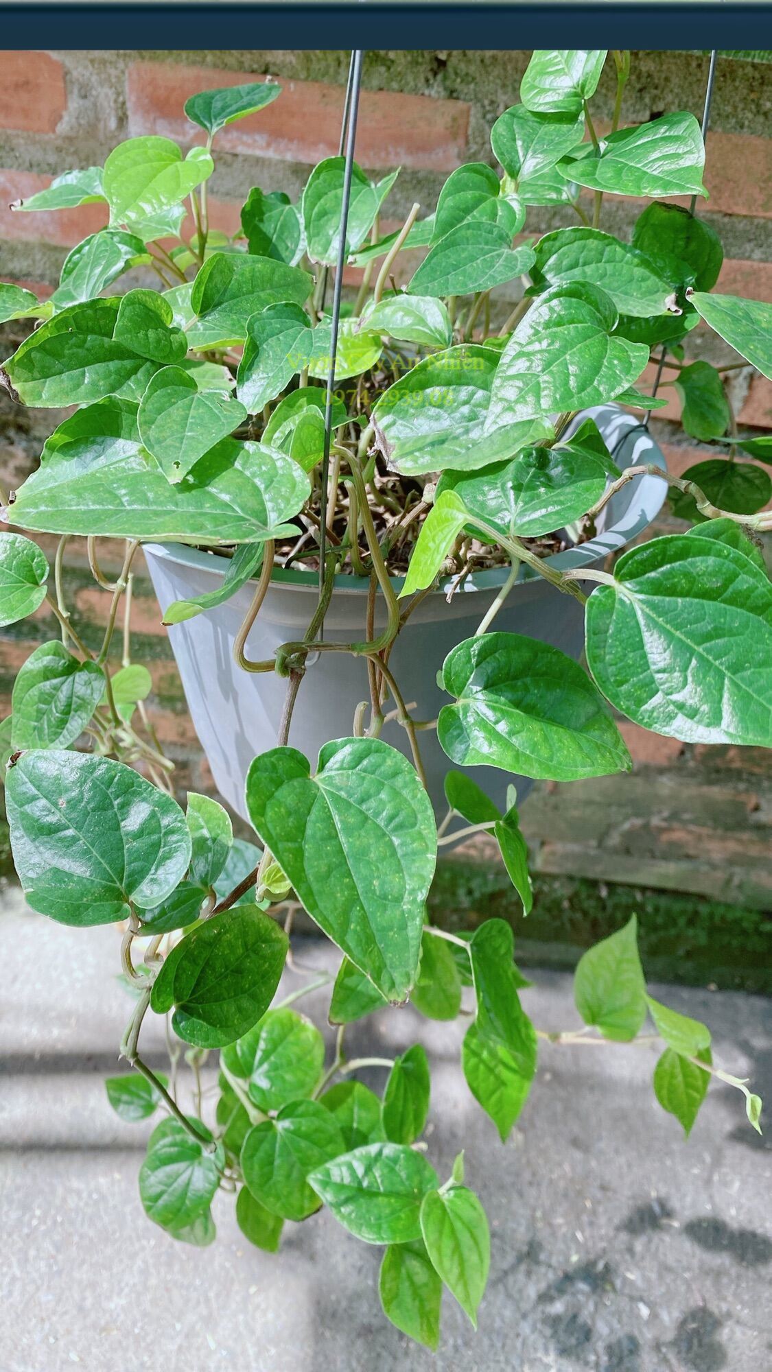 Cây Trầu Không