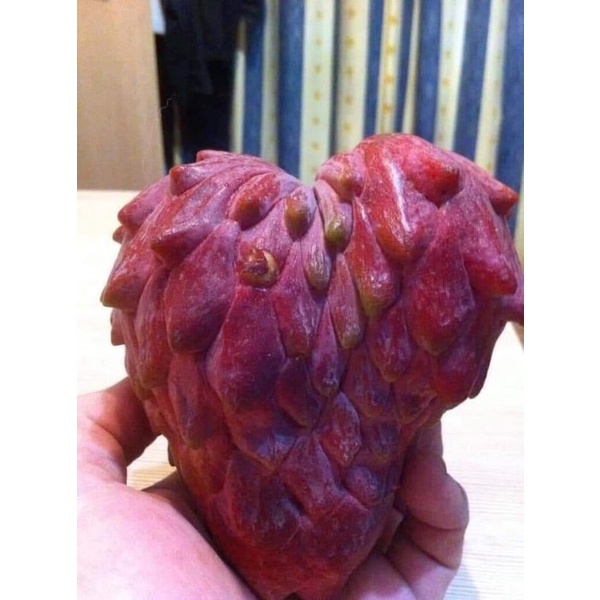 Cây Giống Na đỏ (siêu sớm)