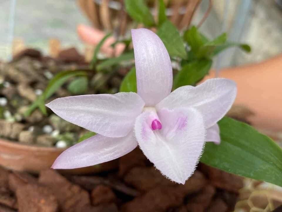 Phi điệp hồng Minh Châu chậu trưởng thành