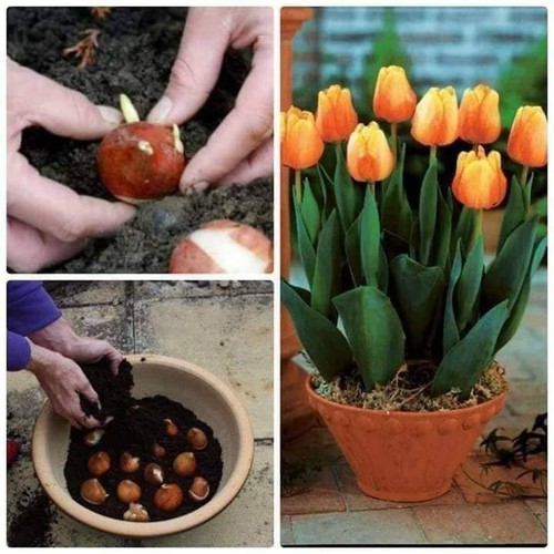 COMBO 5 CỦ GIỐNG HOA TULIP
