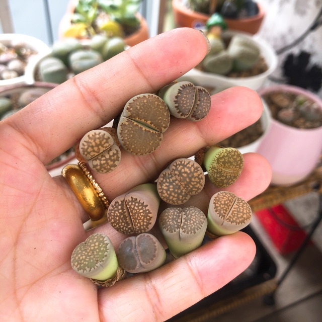 Sen đá Lithops - Thạch lan - chậu tròn