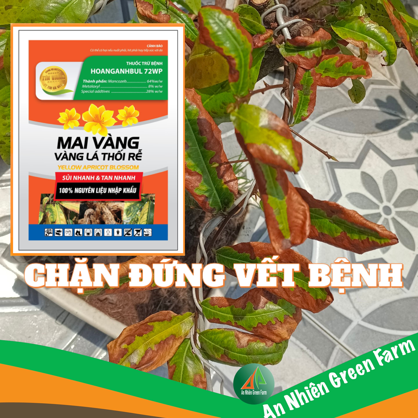 Mai Vàng Vàng Lá Thối Rễ [xanh] 100gr