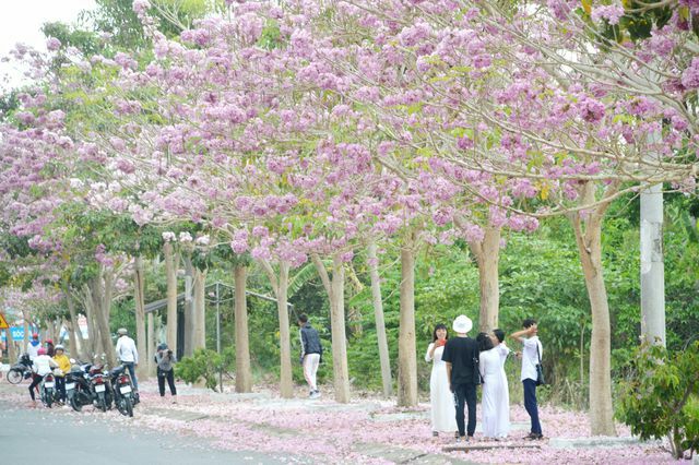 Cây kèn hồng cao 60-120cm.