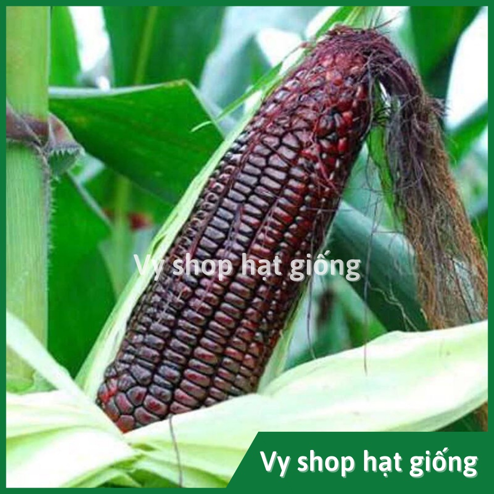 Hạt giống ngô nếp tím (bắp nếp tím) Thái Lan gói 30 hạt