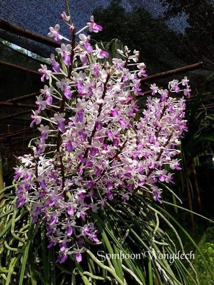 Hoa Lan tóc tiên(1 cây)