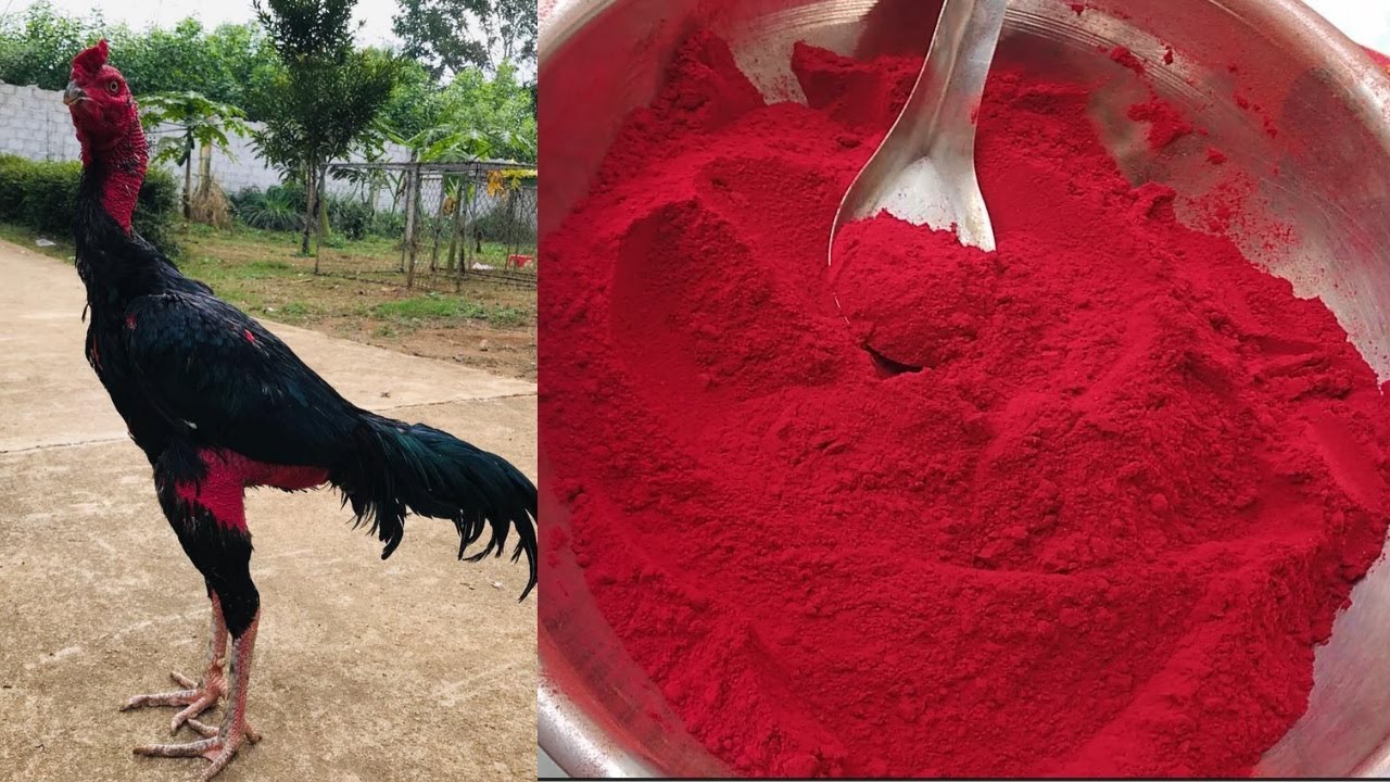 Nghệ Đỏ Cao Cấp Cho Gà Đá 100gr - Bột Nghệ OM BÓP Gà Chọi [NGHỆ BỘT THÁI LAN].