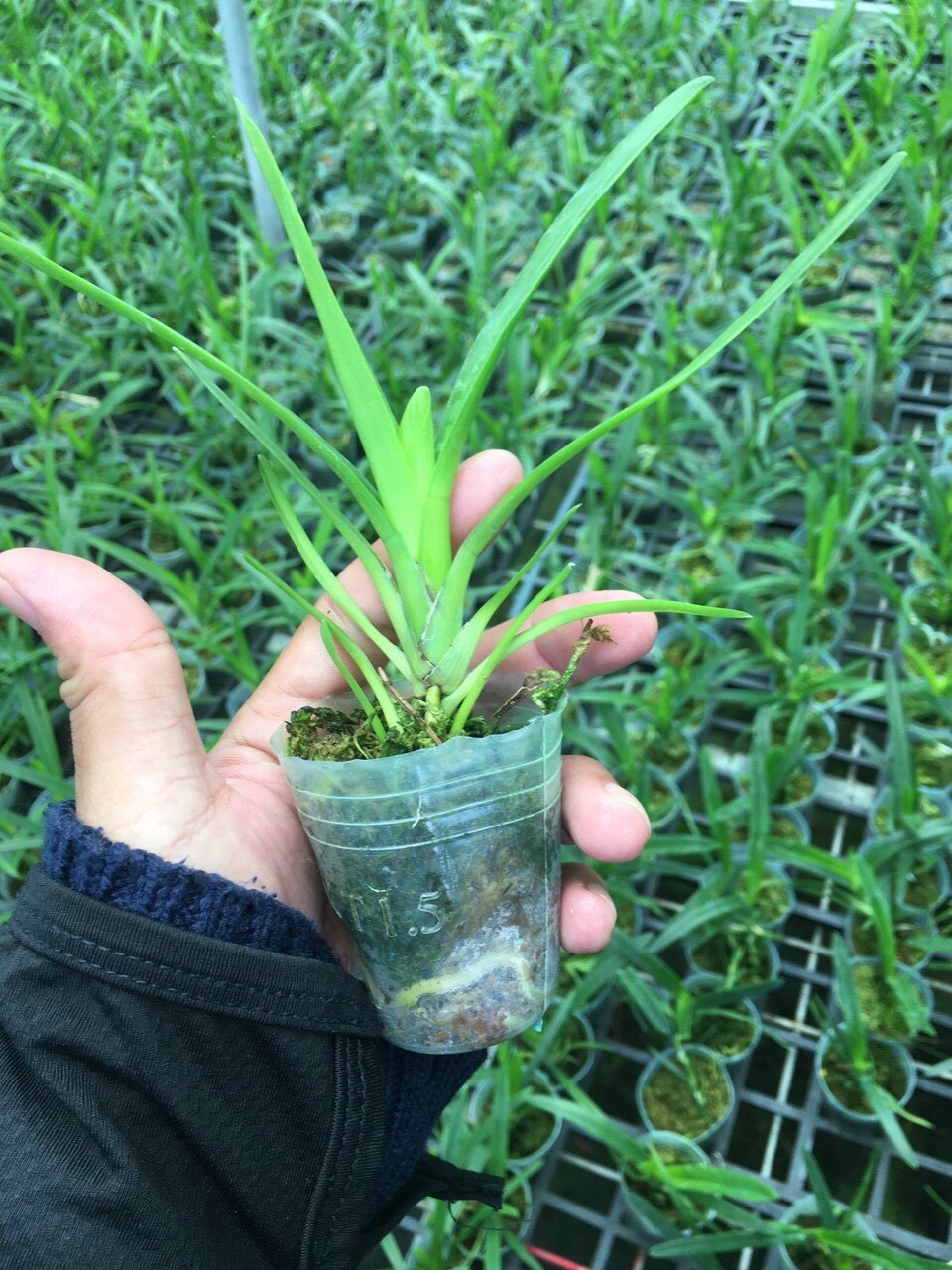 Kiếm trắng yên bái cây giống