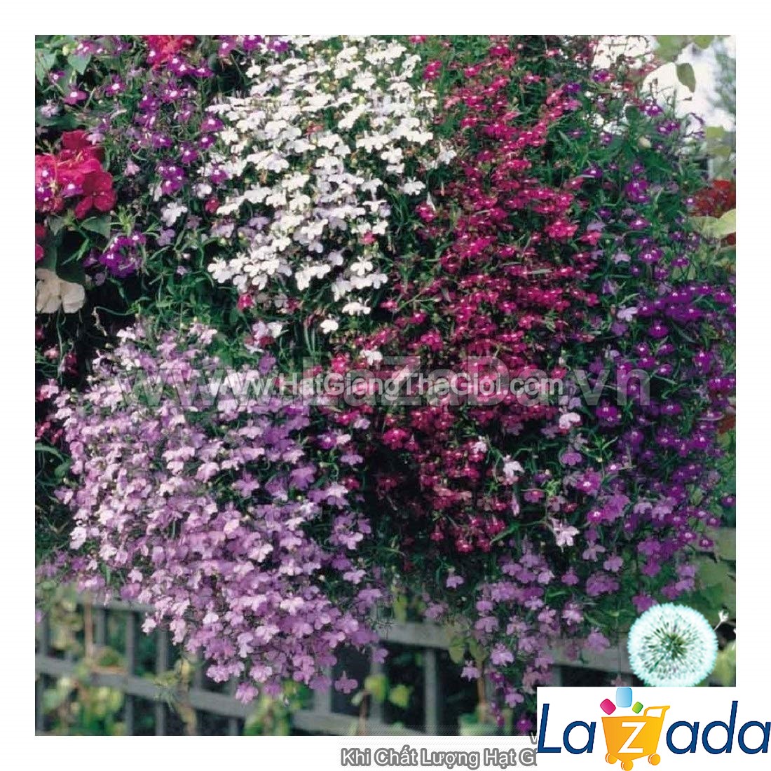 50h Hạt Giống Hoa Cúc Lobelia Rủ Mix (C4.303| -KD: B34*V11*M203)