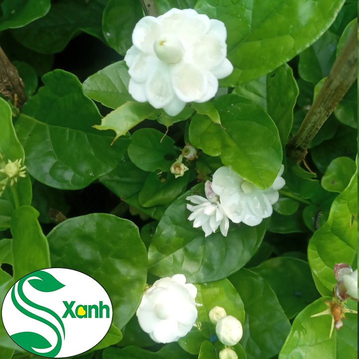 Cây Lài Trà (Lài Ta - Hoa Nhài) Cánh Kép, Bông Trắng, Hoa Thơm
