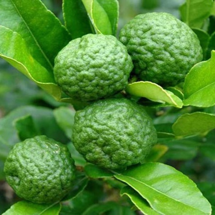 Hạt giống Chanh Thái Lan / Chanh Chúc gói 5 hạt