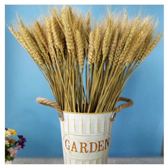 [HCM]Bó 50 nhánh lúa mạch LÚA THẬT PHƠI KHÔ KGD089