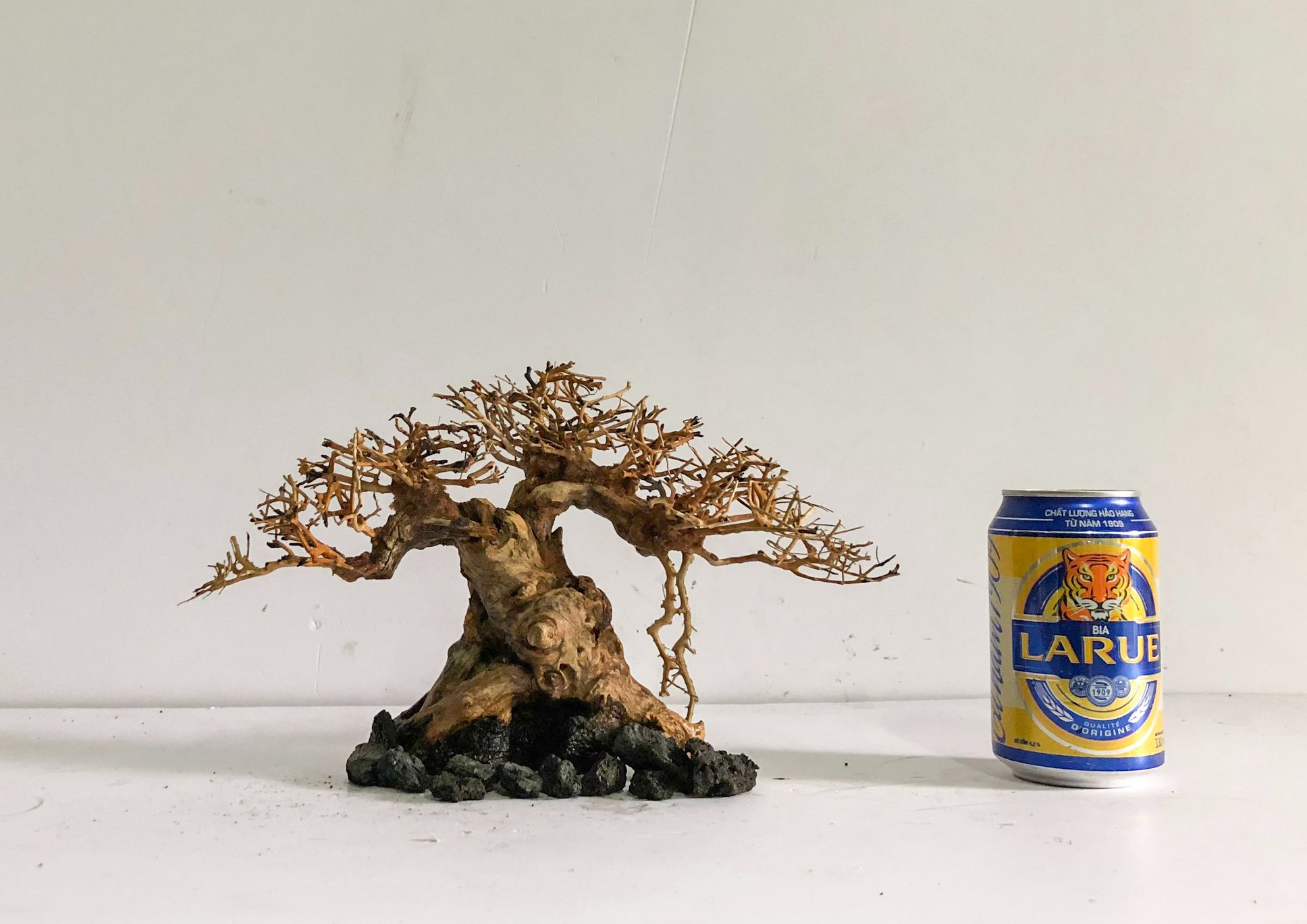 LŨA THUỶ SINH - Dáng Bonsai - Linh sam ghép tán xương