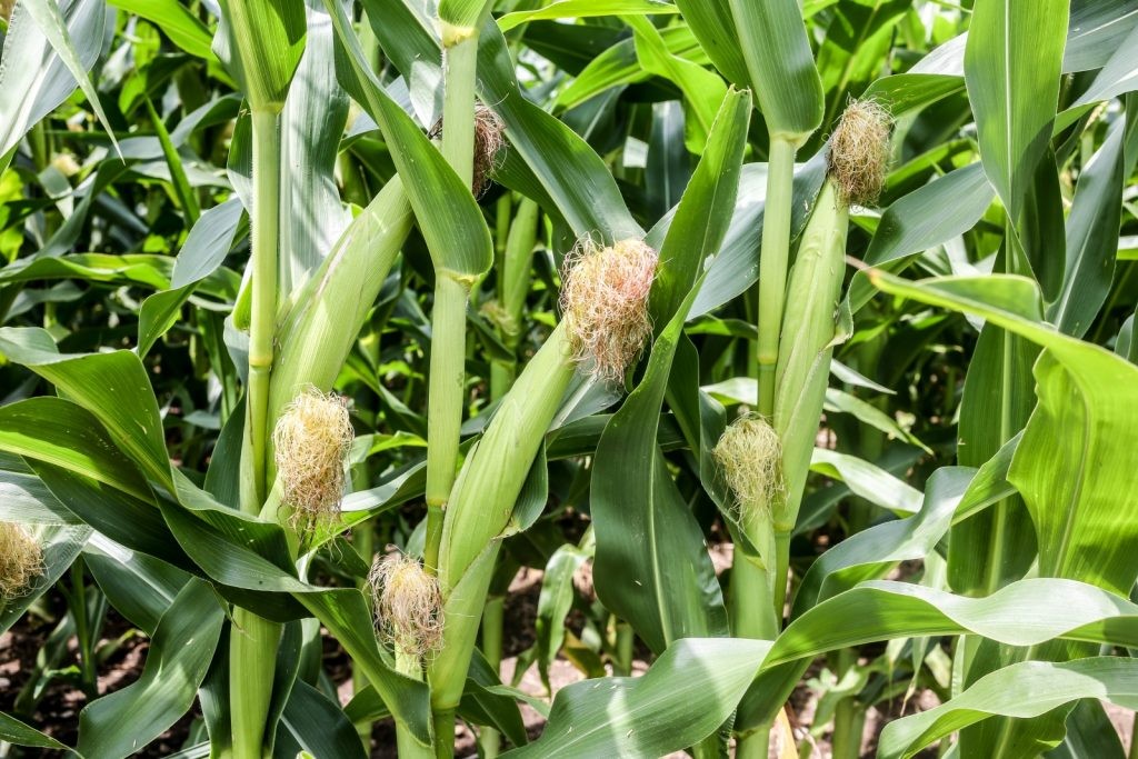Hạt Giống Ngô Bao Tử - 1 gói 30 hạt