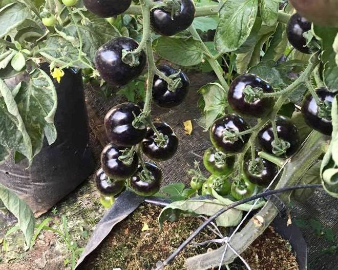 American Black Tomato Seeds 10 Seeds/Pack (Free Stimulation Package to Support Seed Germination)