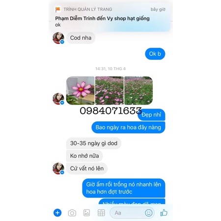 Hạt giống sao nhái gói 100g