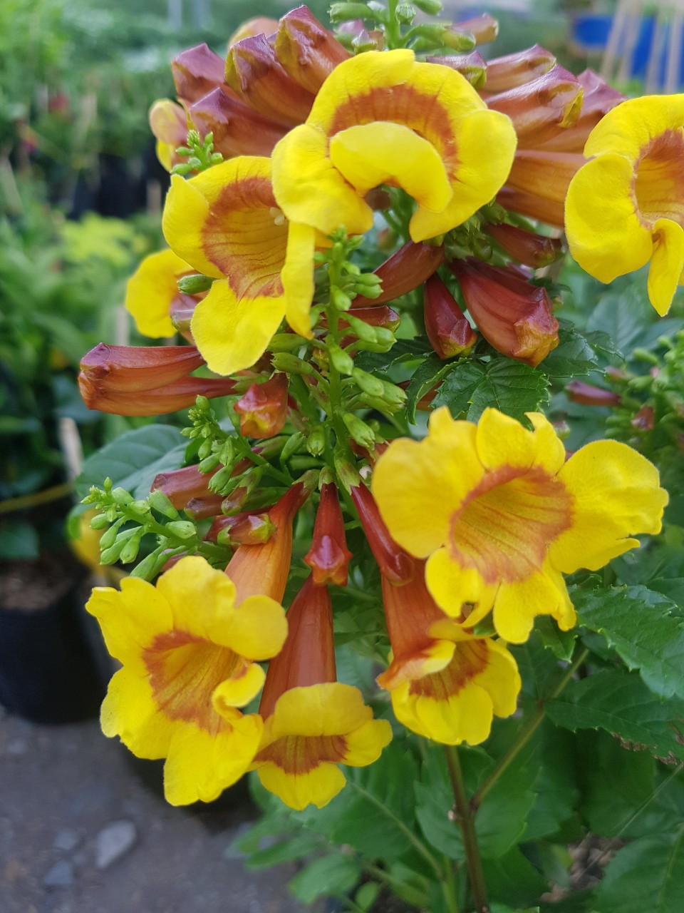 Cây Hoàng Yến Cam - Cây Cảnh