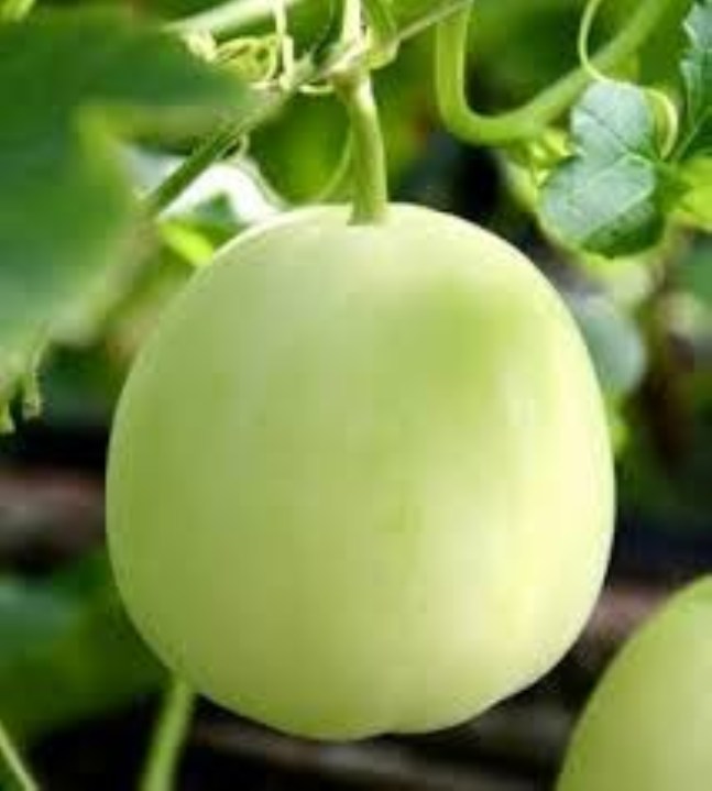 Gói 20 hạt giống dưa lê siêu ngọt