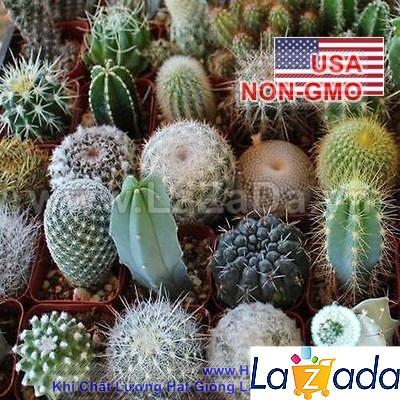 20h Hạt Giống Xương Rồng Mix (TLB3| -KD: B30*V42*M132)