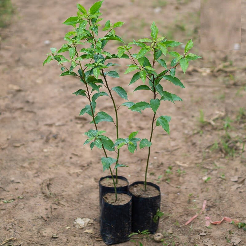 Cây giống LONG NÃO - cây giống gửi đi nguyên bầu