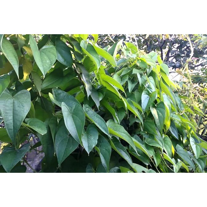 Hoài sơn khô (củ mài) 500g - Tết