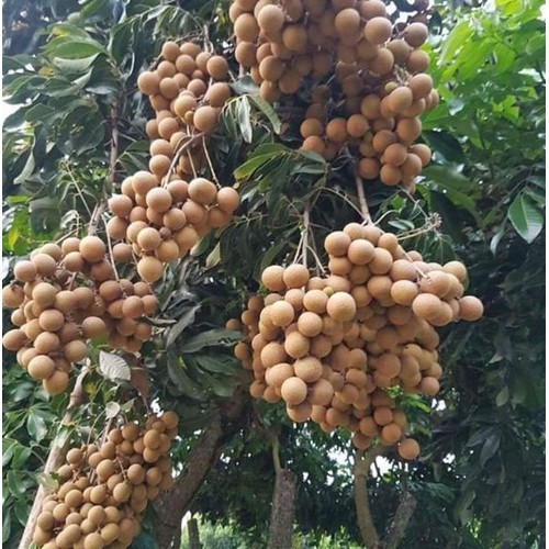 CÂY GIỐNG NHÃN HƯƠNG CHI