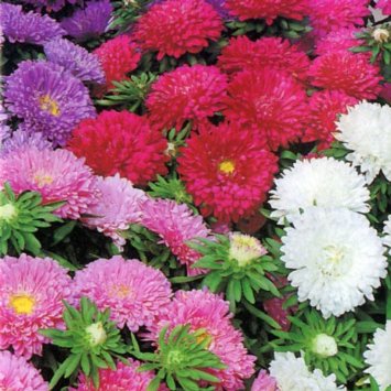 Hạt giống hoa cúc đại đóa mix màu - gói 50 hạt