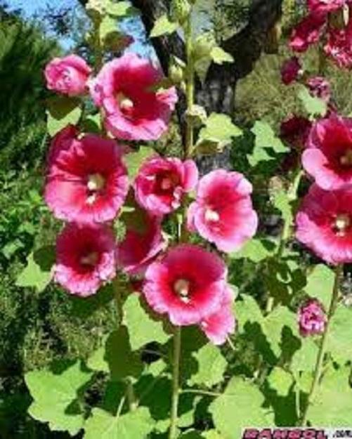 Hạt giống hoa mãn đình hồng 1g