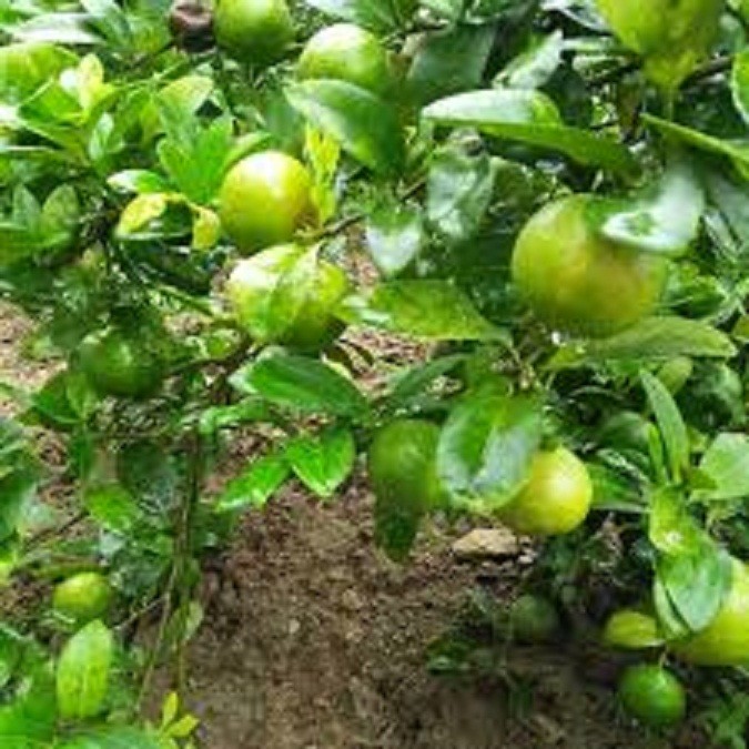 combo 2 Cây giống chanh đào