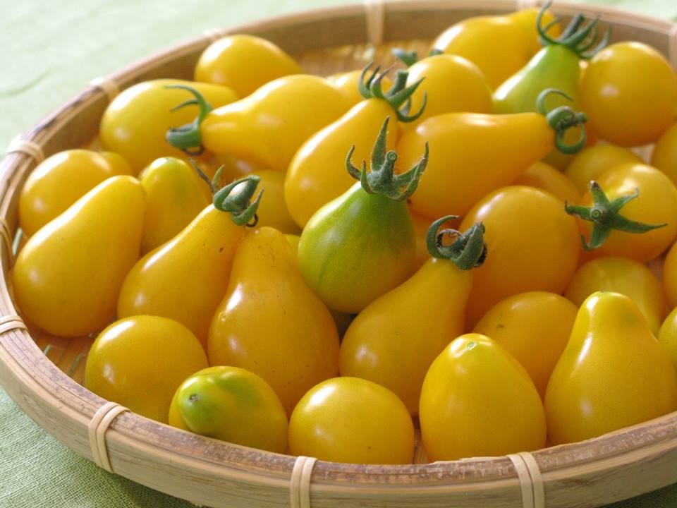 Hạt giống cà chua quả lê vàng - Gói 30 Hạt