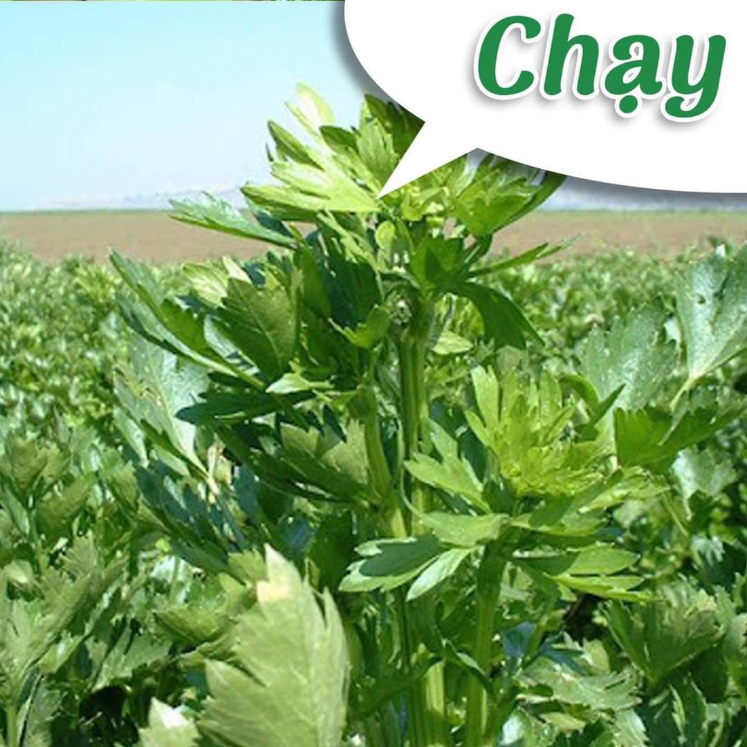 Bột Cần Tây 250 Gram