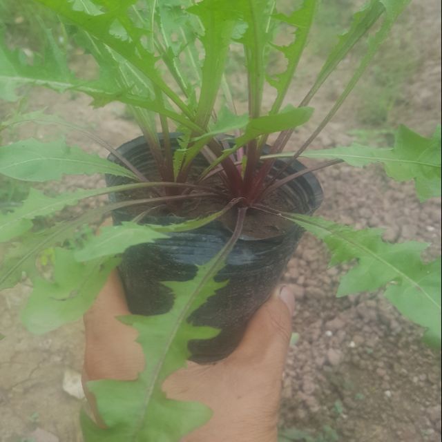 cây giống bồ công anh