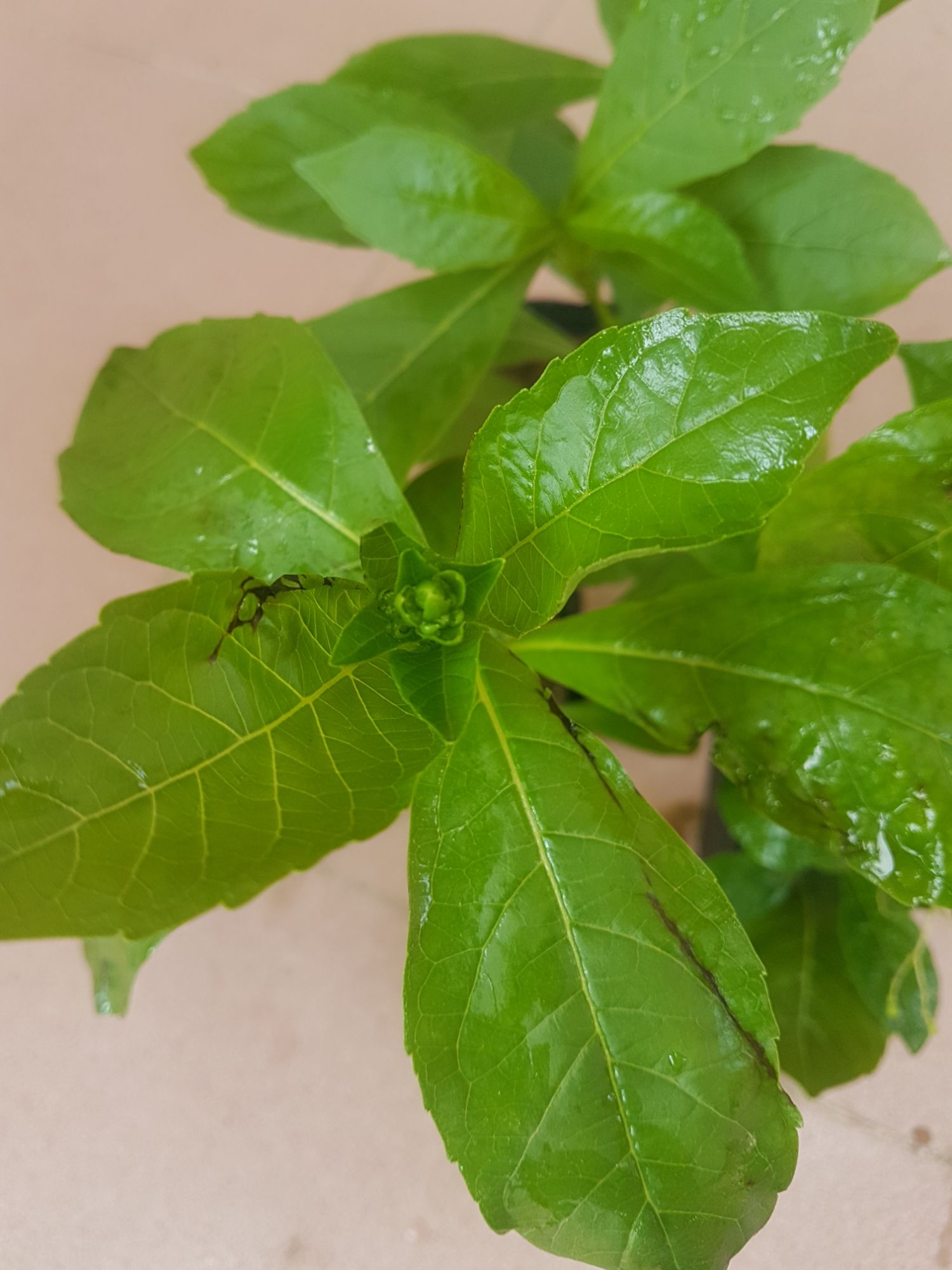 Hoa Thanh Điệp(Hoa Cánh Tiên)