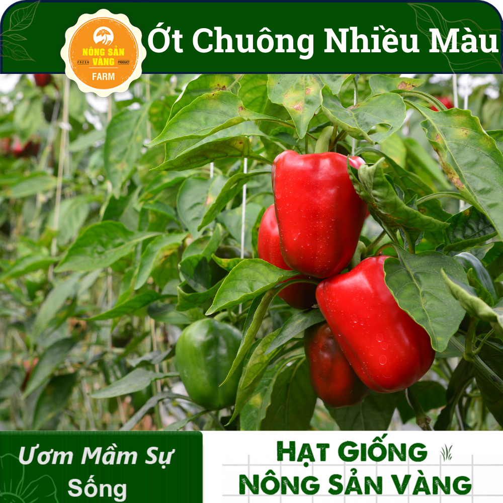 Hạt giống Ớt Chuông Nhiều Màu, Sinh Trưởng Và Phát Triển Khỏe, Năng Suất Cao (Gói 40 hạt) - Nông Sản Vàng