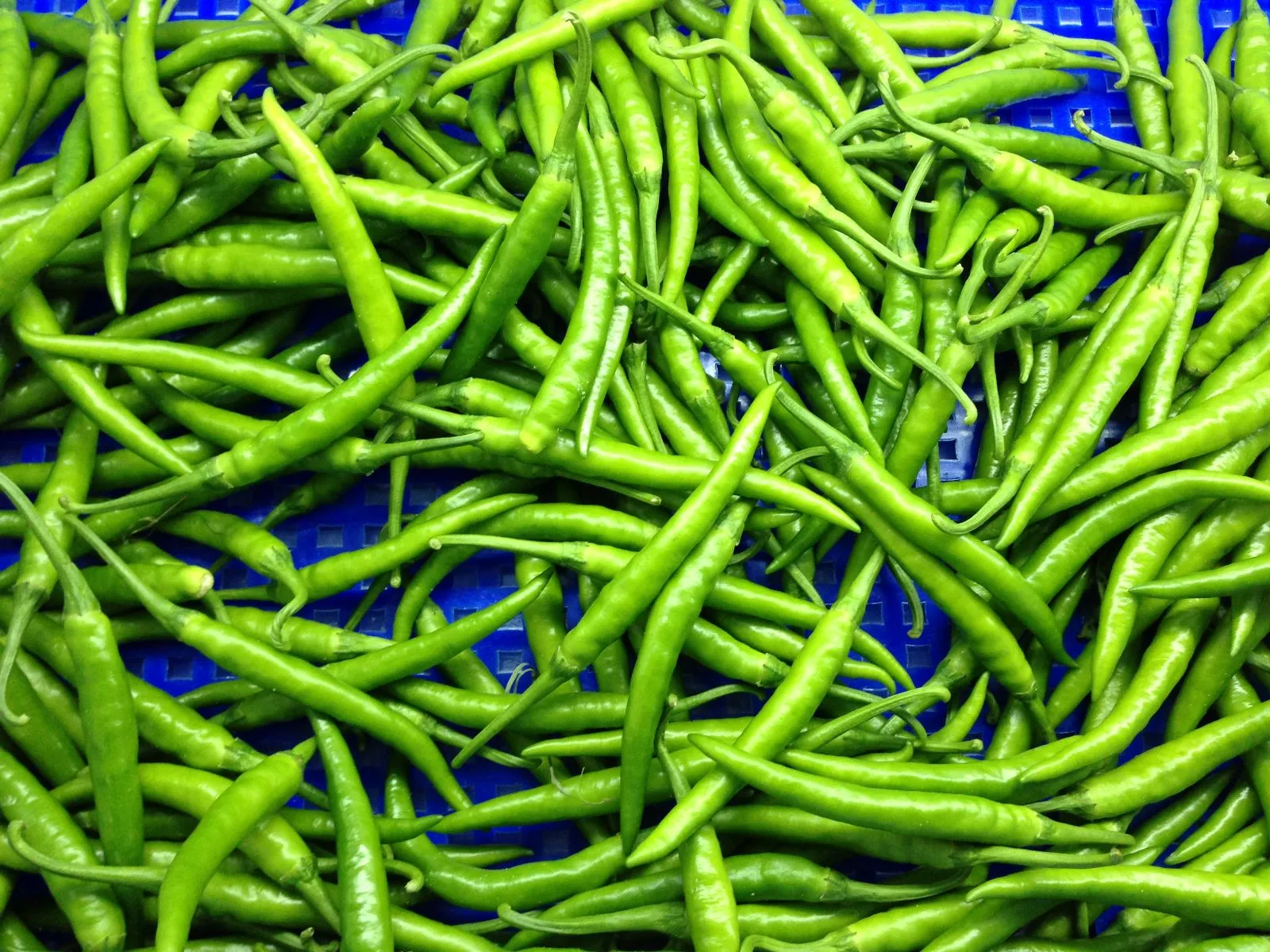 [HCM]Hạt giống ớt pepper xanh dài nhập khẩu Thái Lan