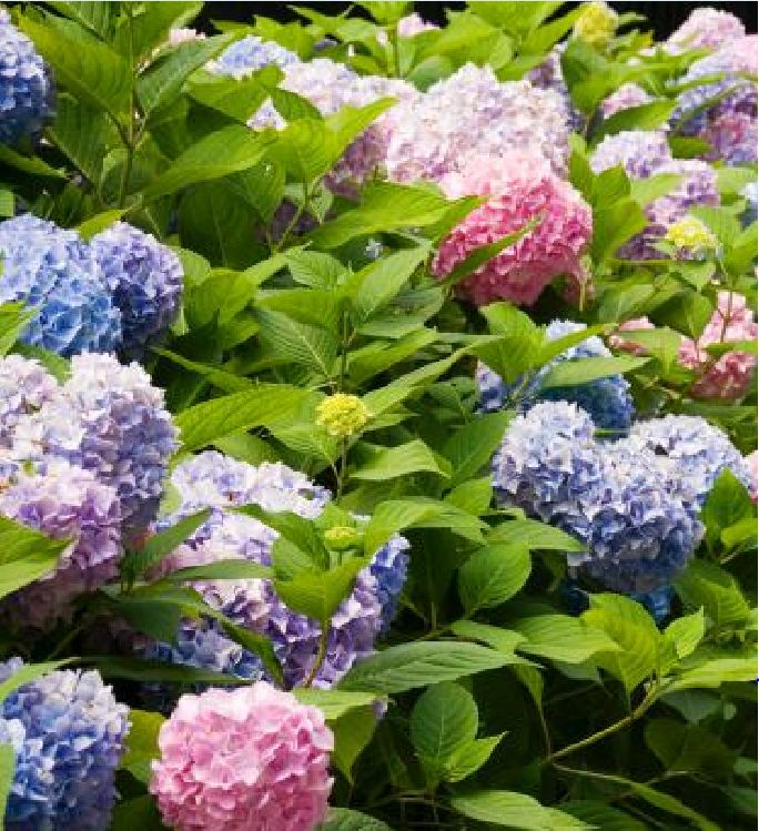 Mixed Color Hydrangea Seeds - 10 Seeds/Package