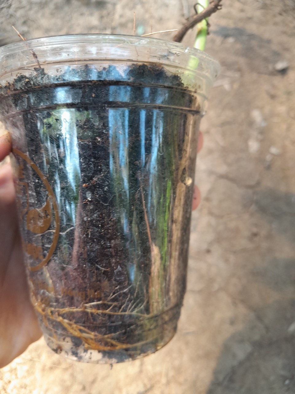 Chậu Rau Tần Dày Lá giống ( húng chanh)