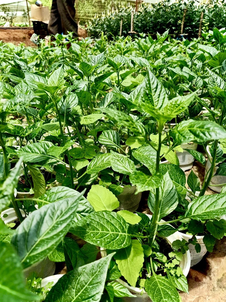 Cây ớt Peru Charapita quả đỏ - siêu cay và thơm (ảnh thật số 2)