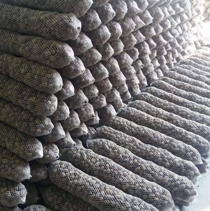 Combo 20 túi phân dê ủ nấm trichoderma dài 20cm