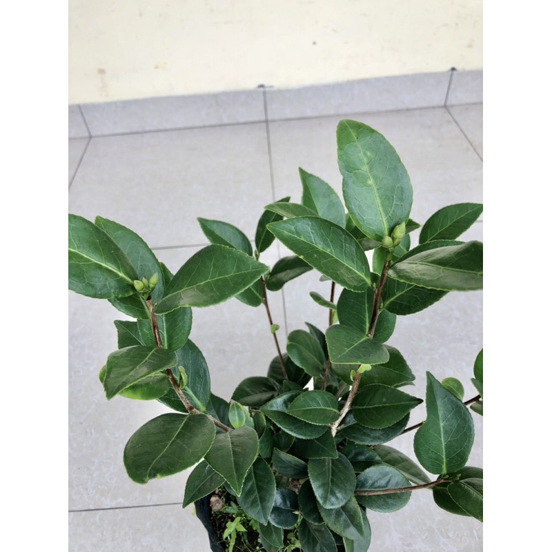 Cây hoa trà my cao 40-50cm đang nụ hoaFreeship ( cây giống nhỏ)