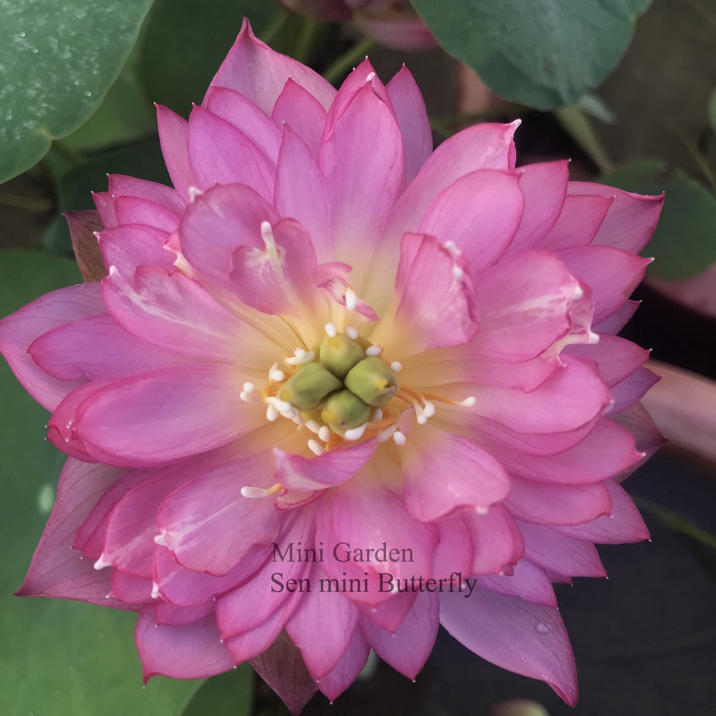 Củ Giống Hoa Sen Mini Nhật Butterfly