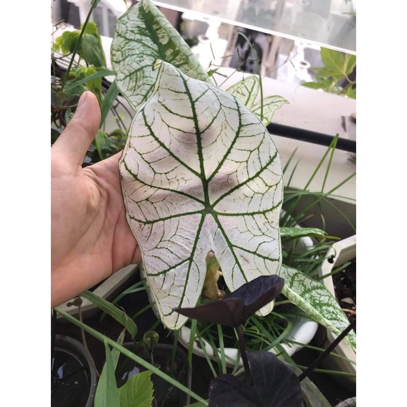 [Mã INCUBACK0608 hoàn 15K xu đơn 50K] Củ môn trắng - caladium white christmas
