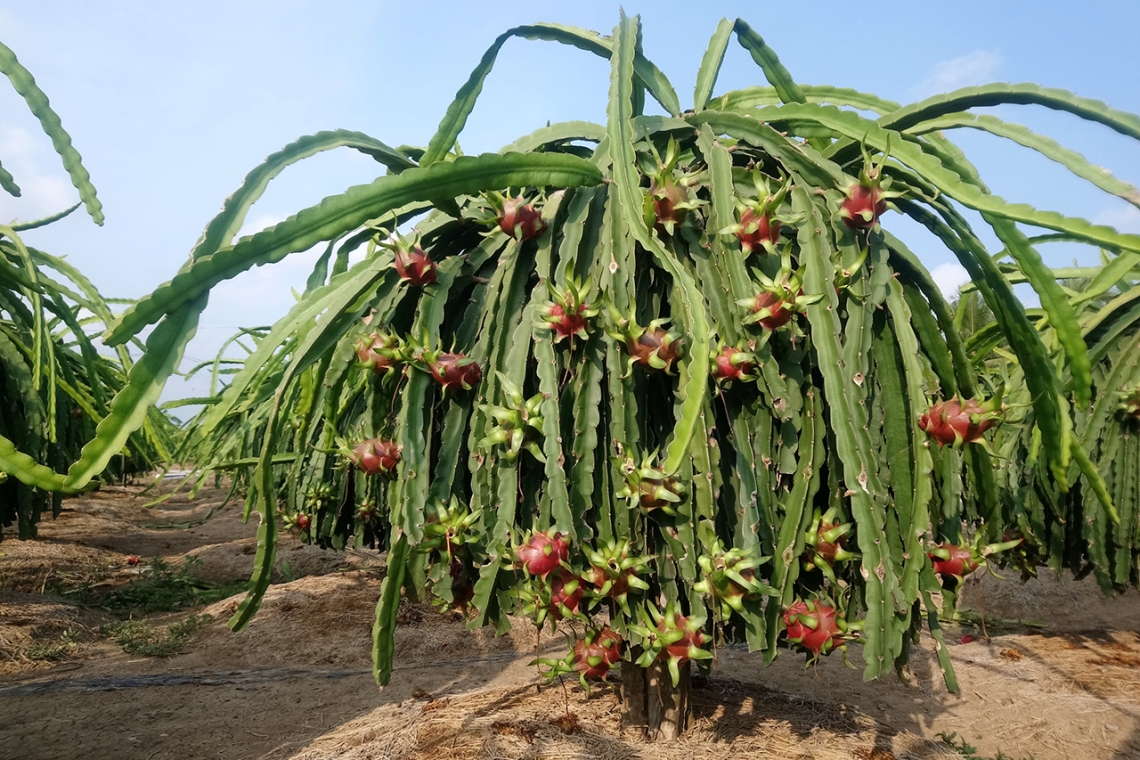 QUÉT CUỐNG THANH LONG (100G/GÓI)
