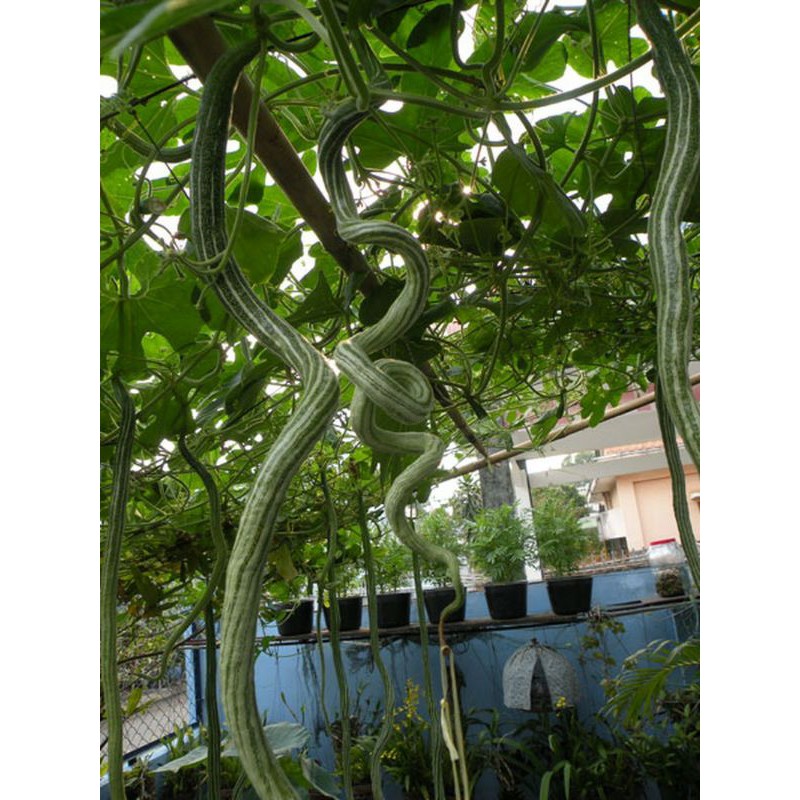 Hạt Giống Mướp Rắn F1