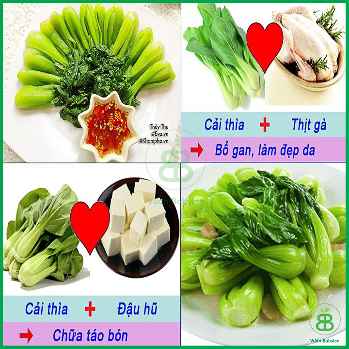 Hạt Giống Cải Thìa 20Gr Bẹ Lớn, Ngọt