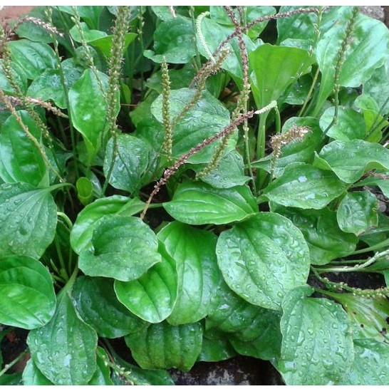 Hạt giống cây mã đề - 1 gói 2gram